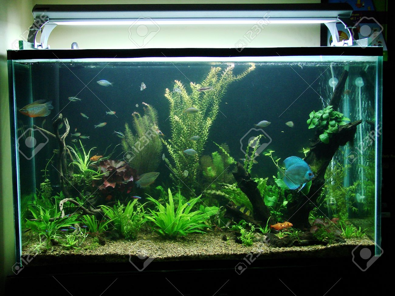 amazon aquarium