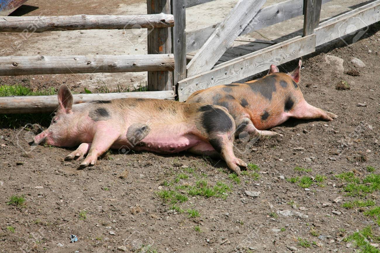 寝ている子豚 の写真素材 画像素材 Image 1625