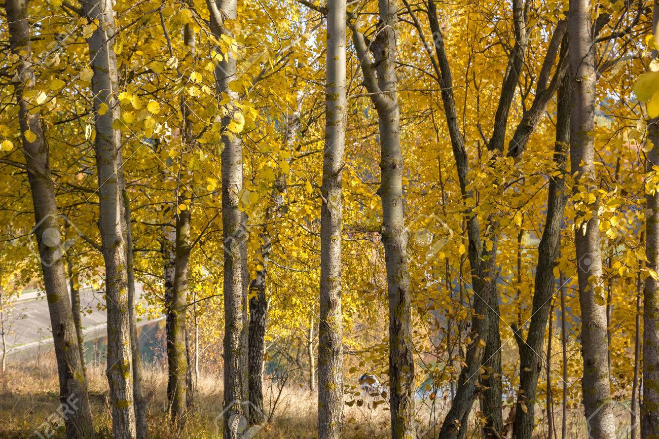 European Aspen Populus Tremula Grove In Autumn Stock Photo, Picture and  Royalty Free Image. Image 23013149., image size:1300x866