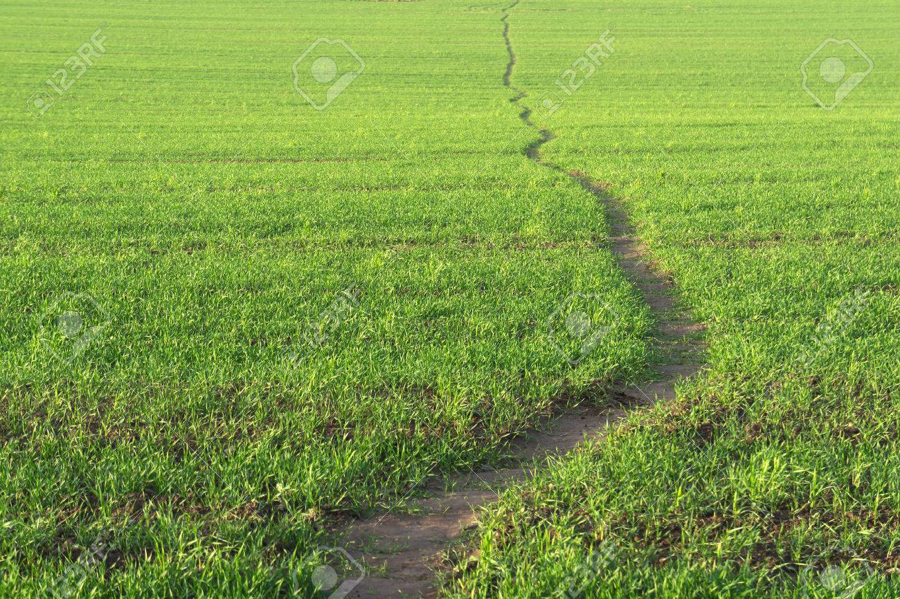 Wavy line of path walk. Green grass background. - 24237970 Wavy line of path walk. Green grass background. - 24237970