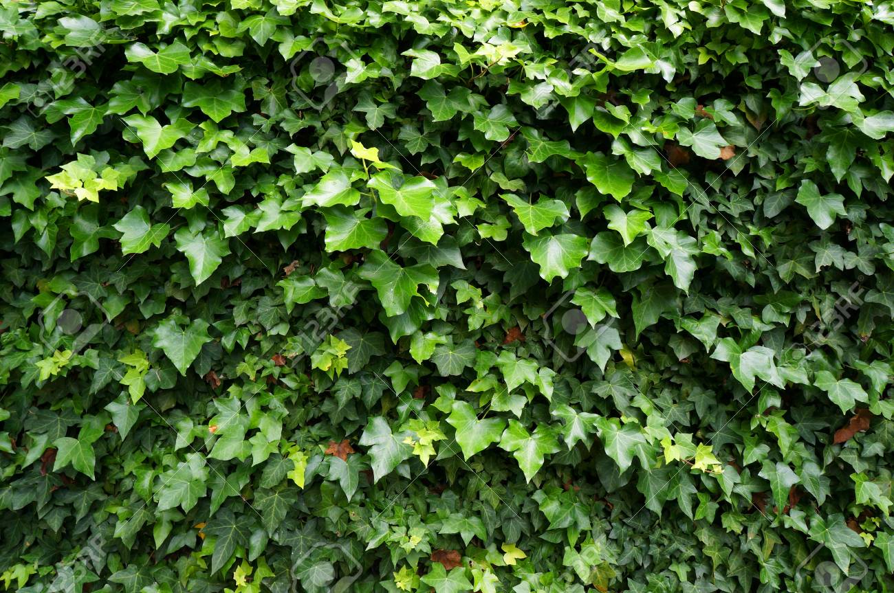 アイビー ヘデラ 壁は葉で覆われています 自然の緑の背景 の写真素材 画像素材 Image アイビー ヘデラ 壁は葉で覆われています 自然の緑の背景 の写真素材 画像素材 Image