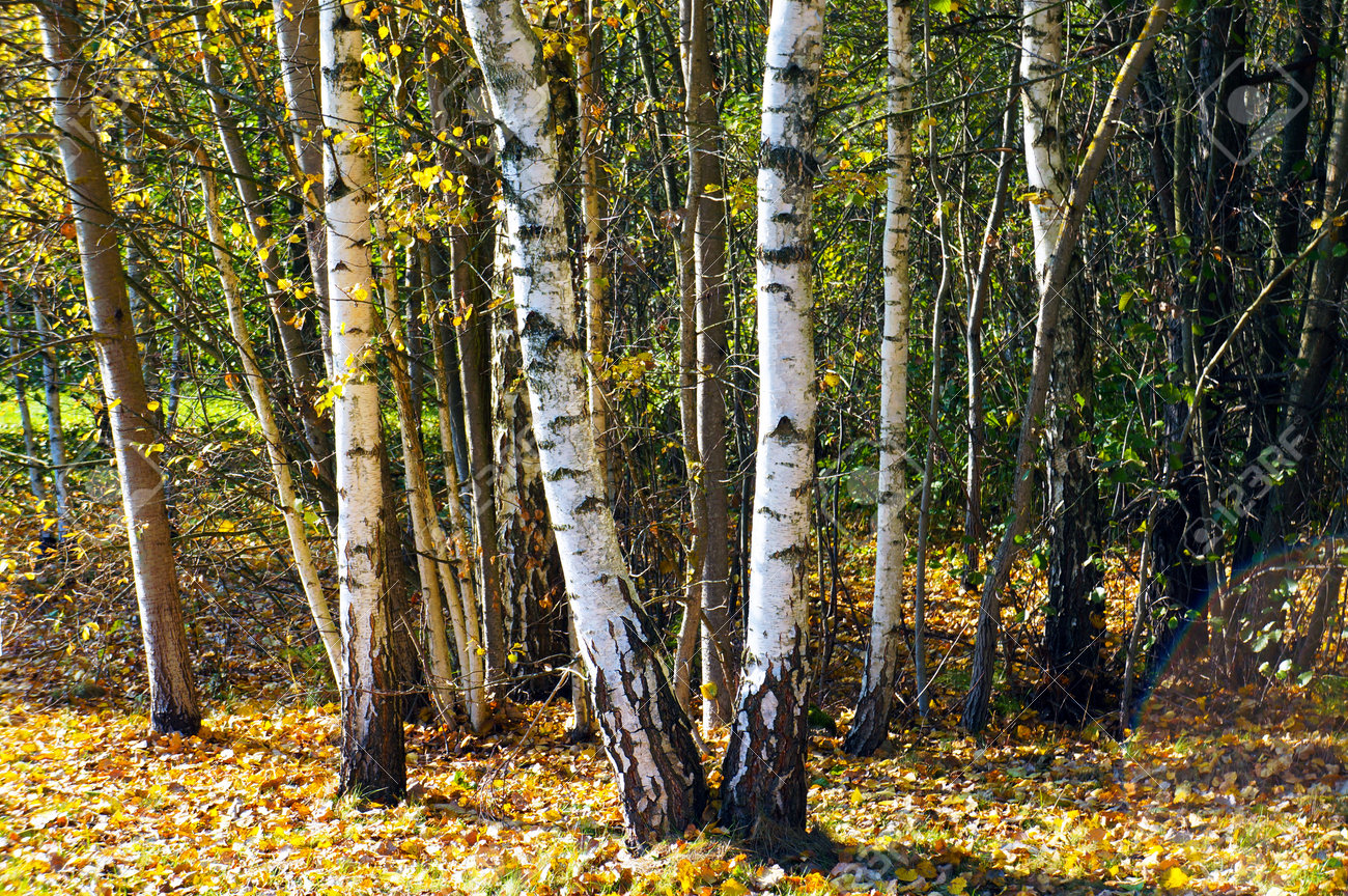 秋の白樺の木。秋の白樺林の眺め。の写真素材・画像素材 Image 192883537
