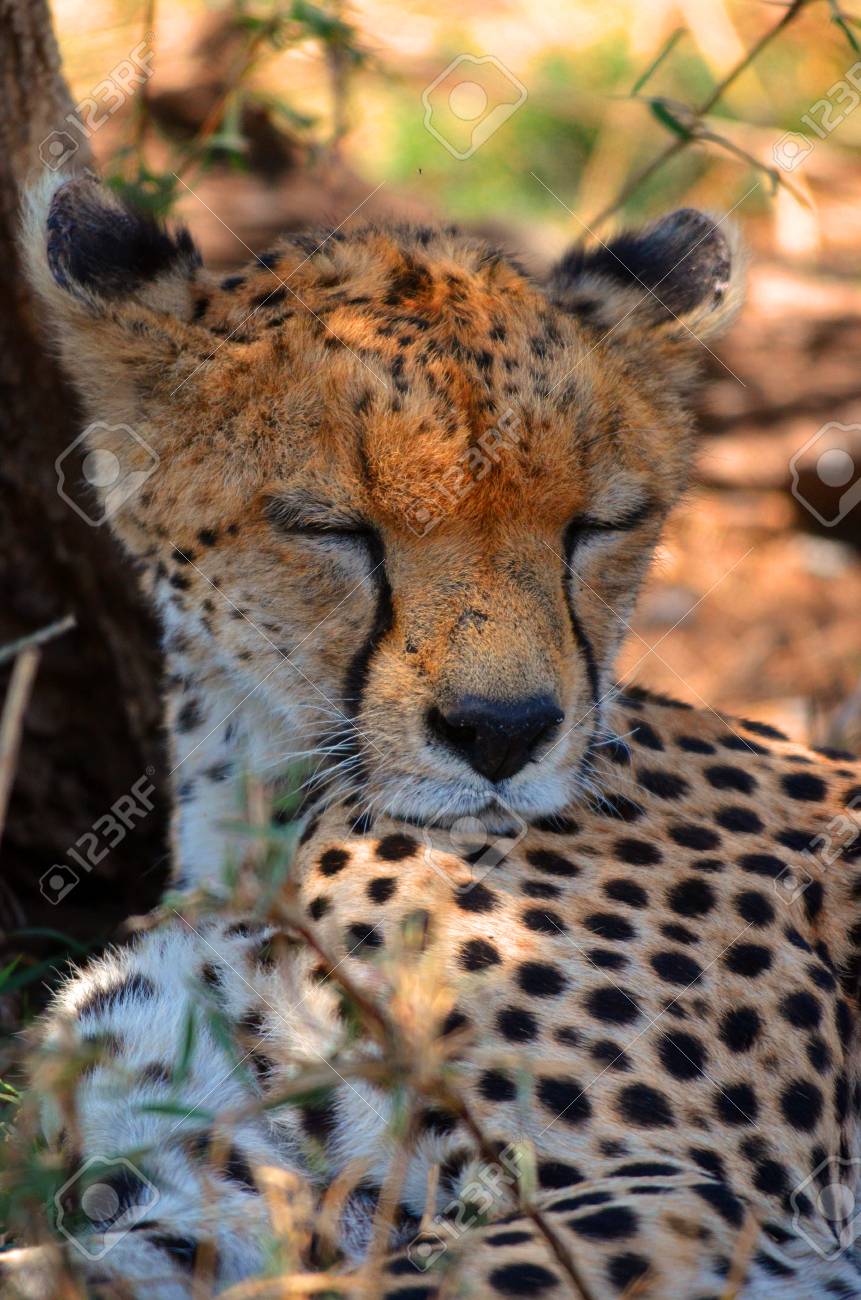 sleeping cheetah stock photo picture and royalty free image image
