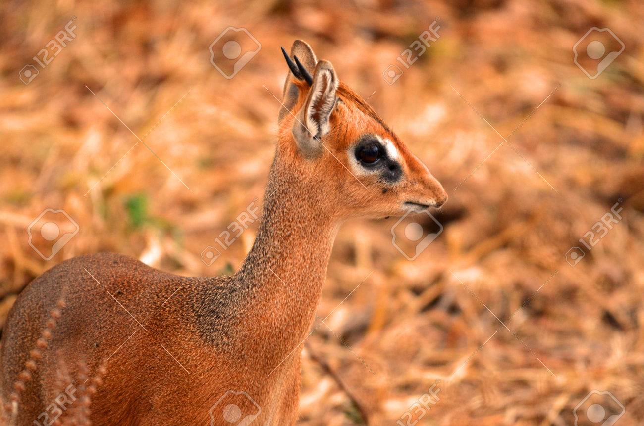 pequeño dik