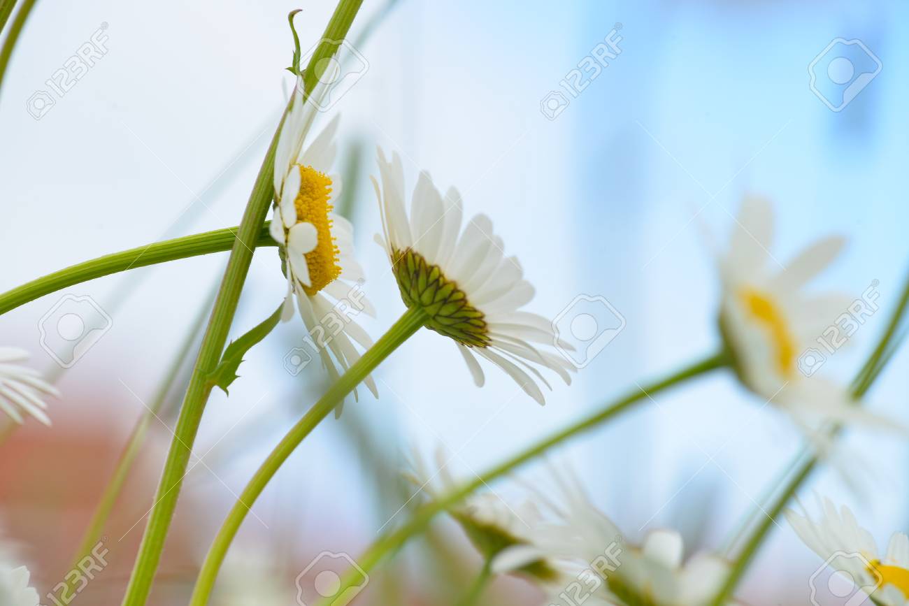 鮮やかな色のカミツレの花 横から見た図 の写真素材 画像素材 Image 鮮やかな色のカミツレの花 横から見た図 の写真素材 画像素材 Image