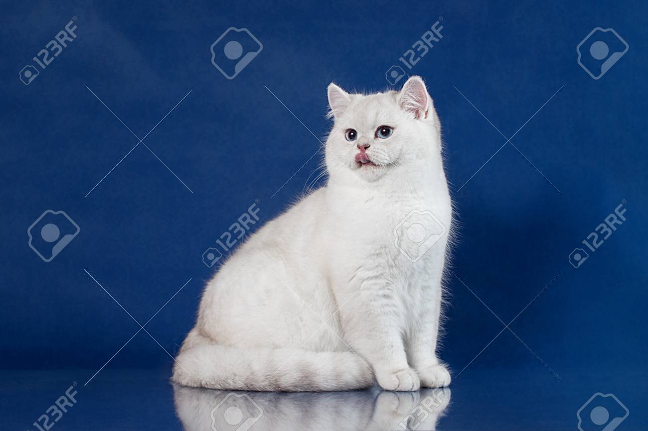 British White Shorthair Young Cat With Magic Blue Eyes Britain