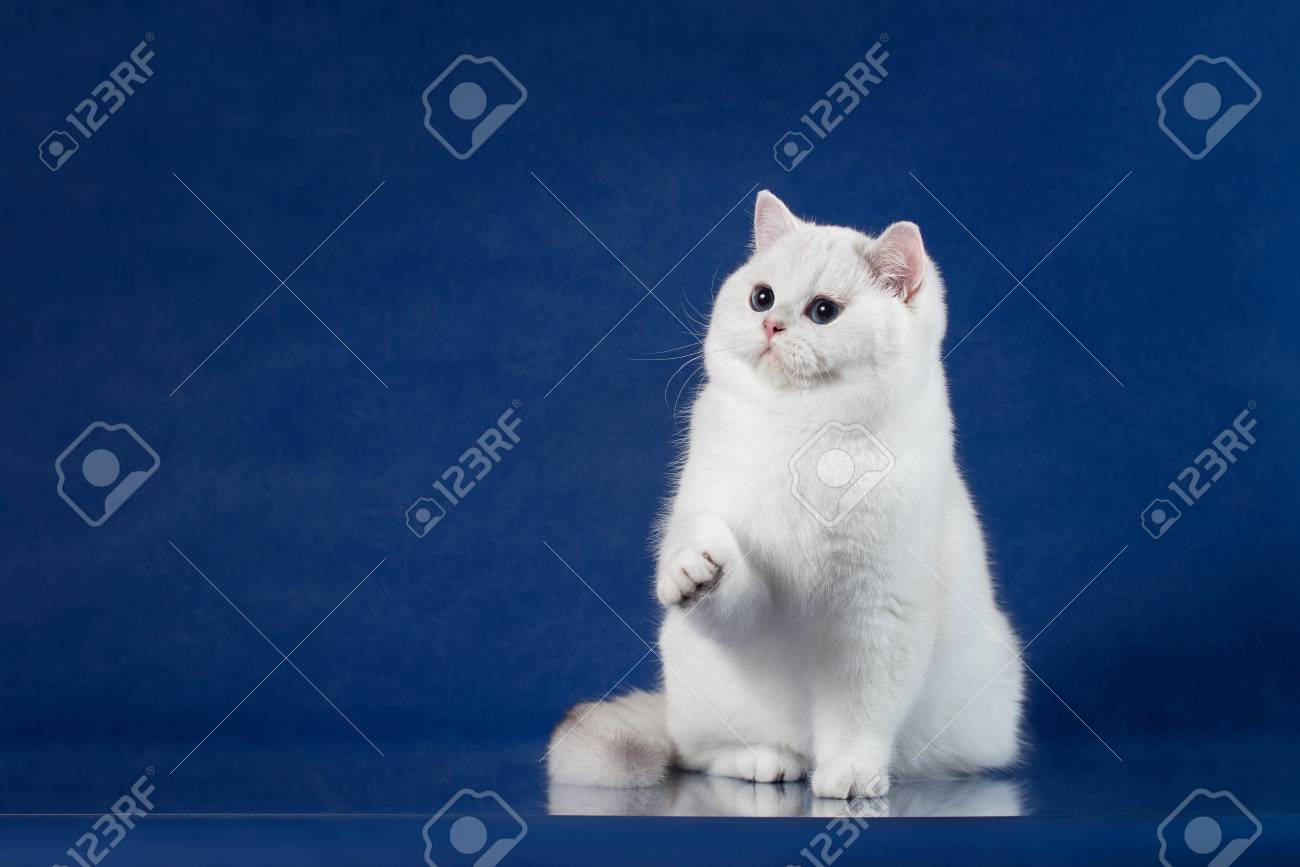 British White Shorthair Playful Cat With Magic Blue Eyes Britain