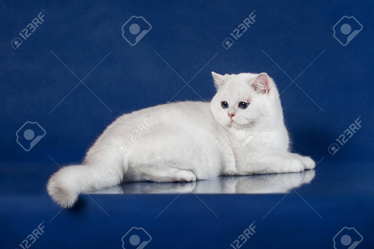 British White Shorthair Young Cat With Magic Blue Eyes Britain