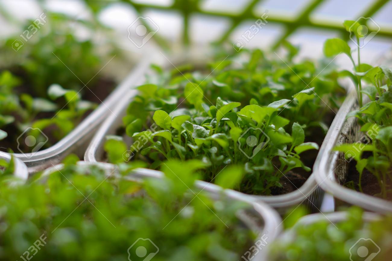 little green seedlings growing in pot plants and gardening stock