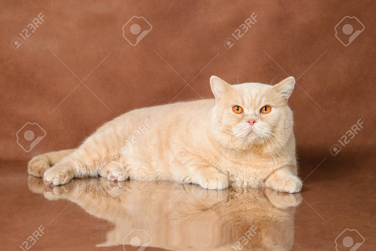 british shorthair cream