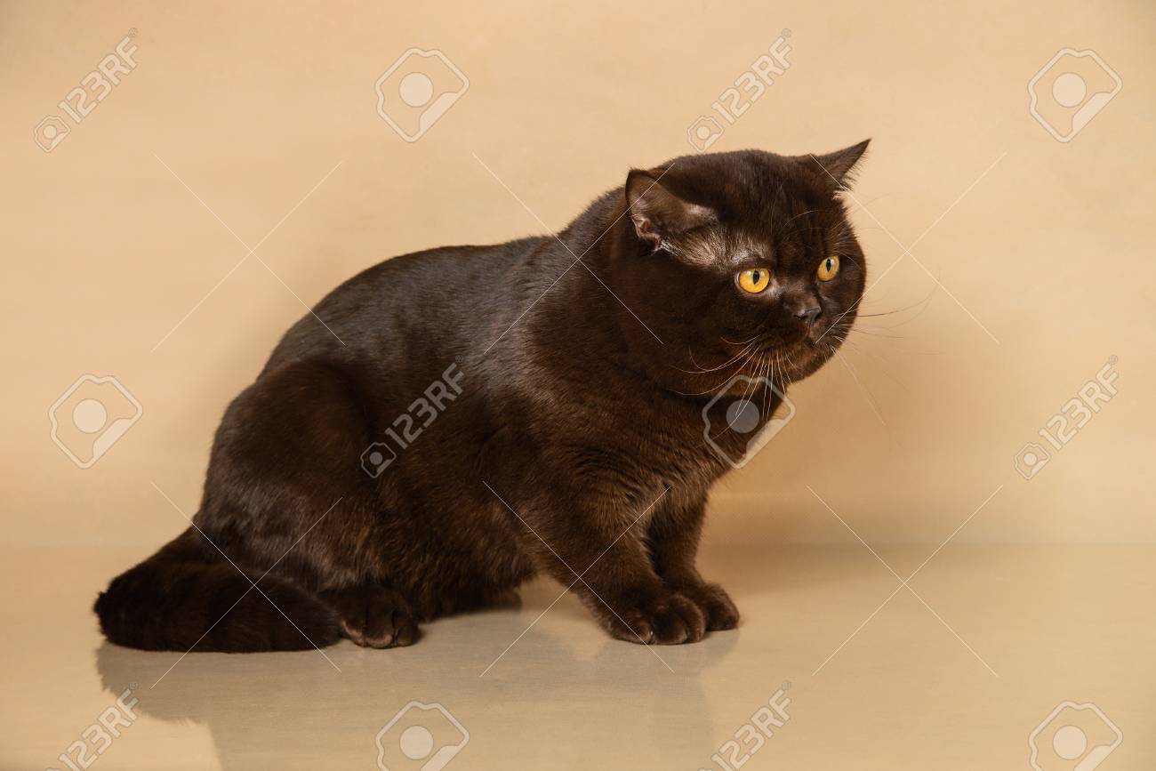 Chocolate British Shorthair On Beige Studio Background Stock Photo