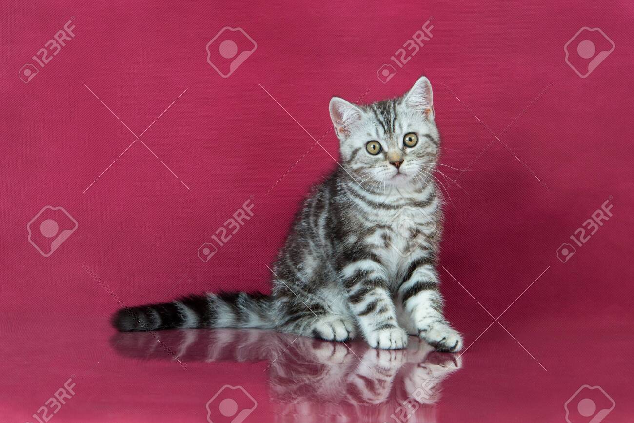 Tabby British Shorthair Kitten Britain Cat On Cherry Studio