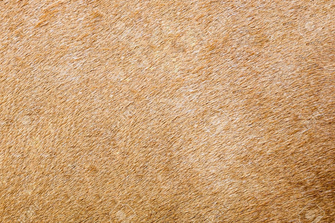 馬毛背景やテクスチャ 毛皮テクスチャ の写真素材 画像素材 Image