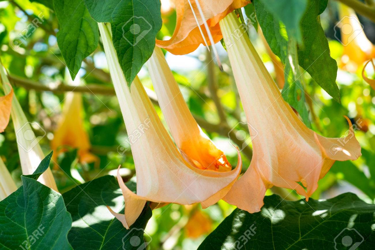 Dutara Fleurs Sur Arbre Fleur Jaune Fraîche