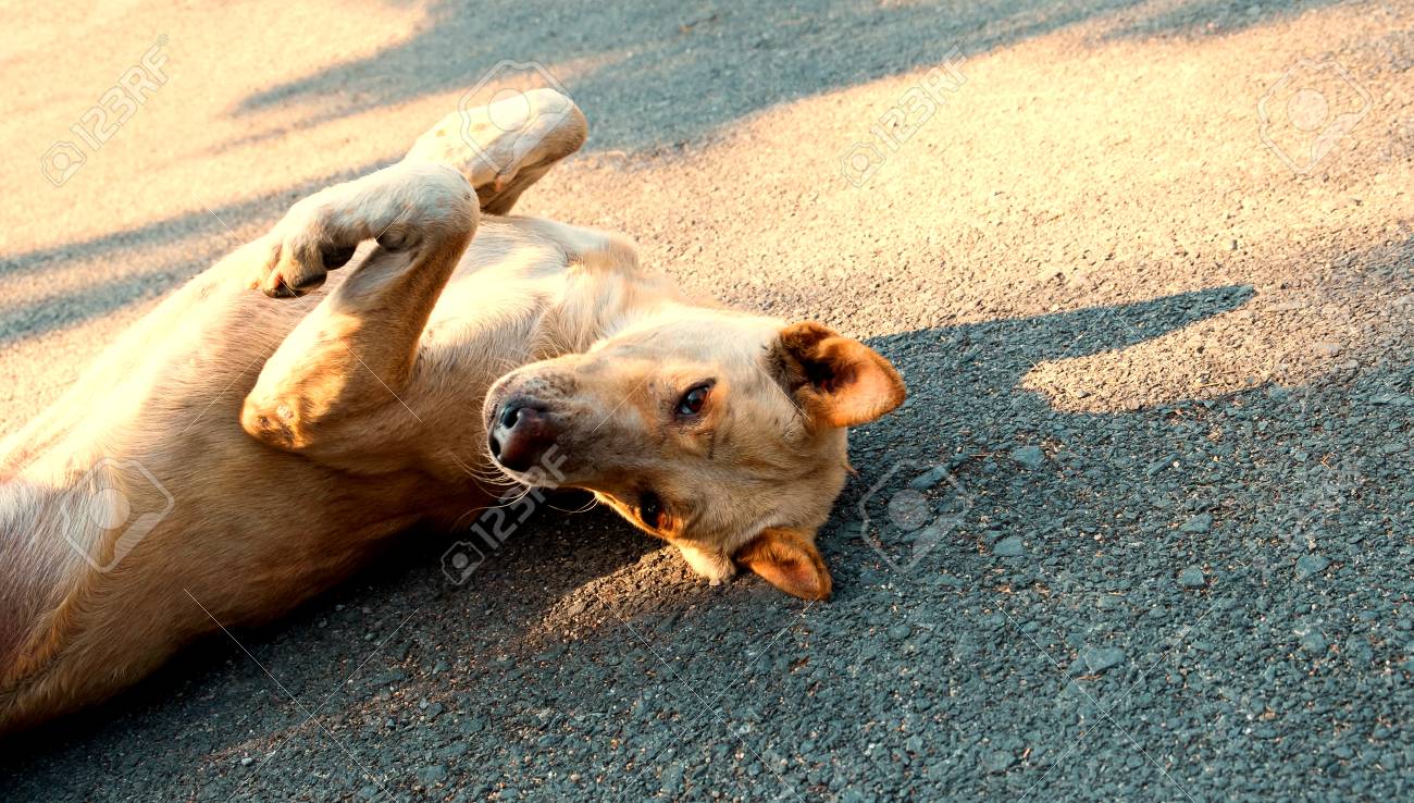 セメントの背景に犬が眠っている 道路で犬が寝ています 犬は遊び心のある 犬が背中に横たわっています の写真素材 画像素材 Image