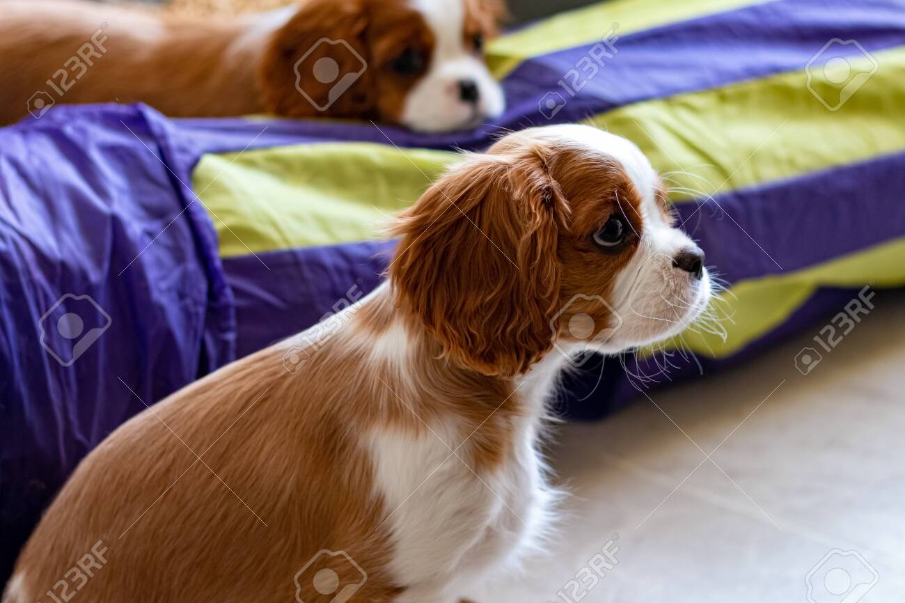 Two Cavalier King Charles Spaniel Puppies Are On A Hardwood Floor Stock Photo Picture And Royalty Free Image Image