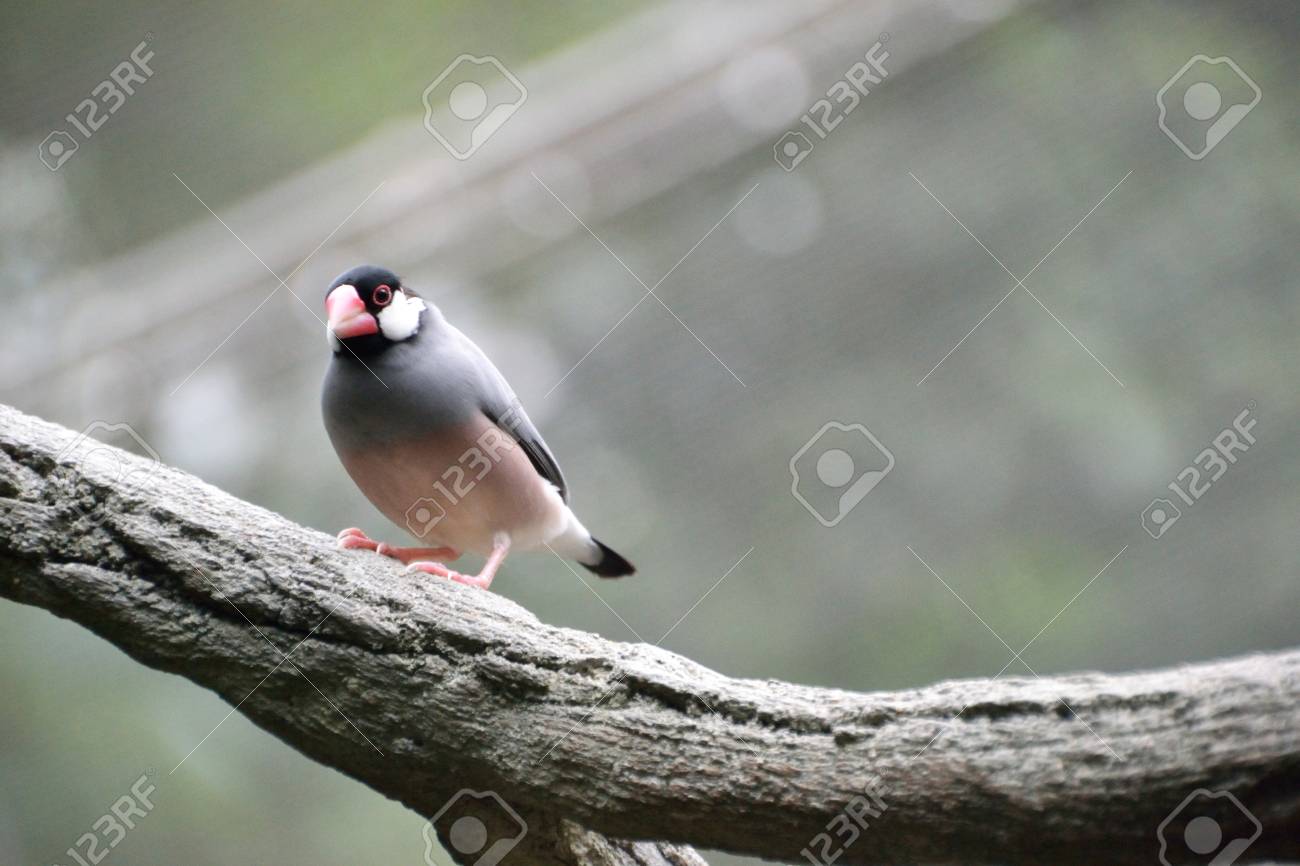 etiam-dictum-ipsum-a-felis