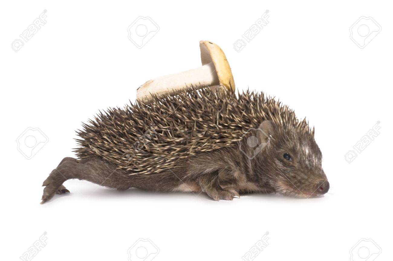 ハリネズミを背中にキノコを担う の写真素材 画像素材 Image