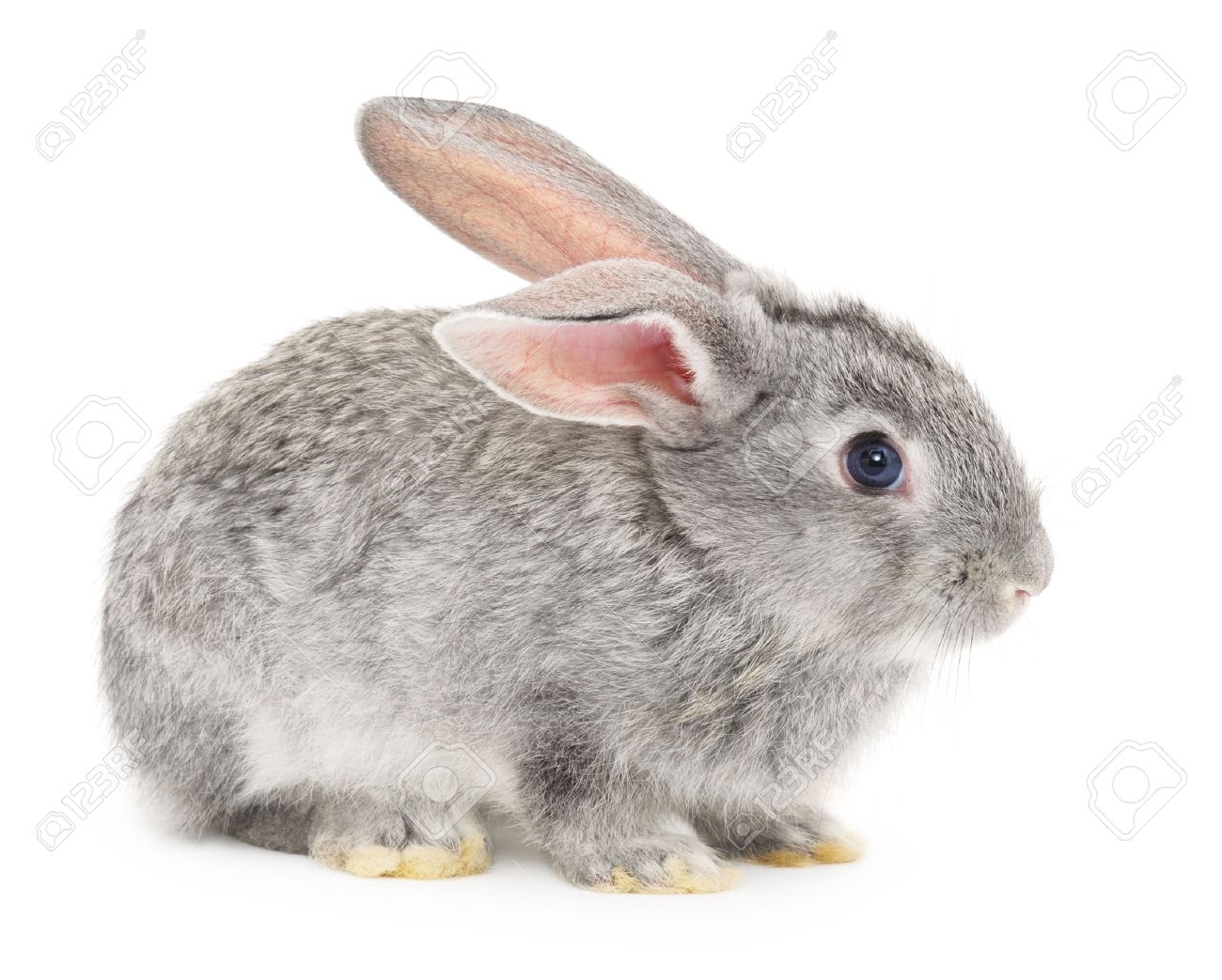 gray rabbit
