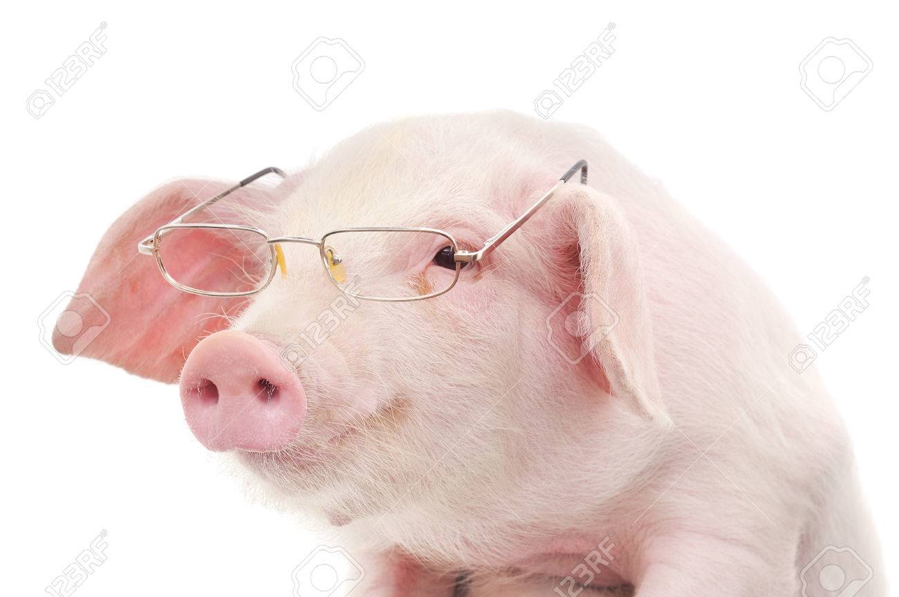 pig with glasses