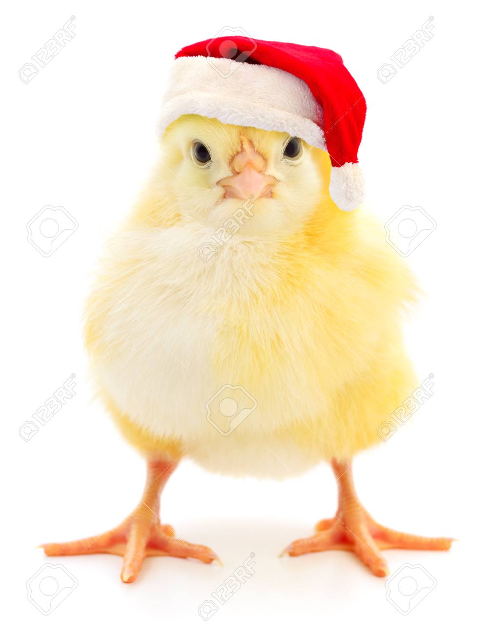 Chicken santa hat Clearance