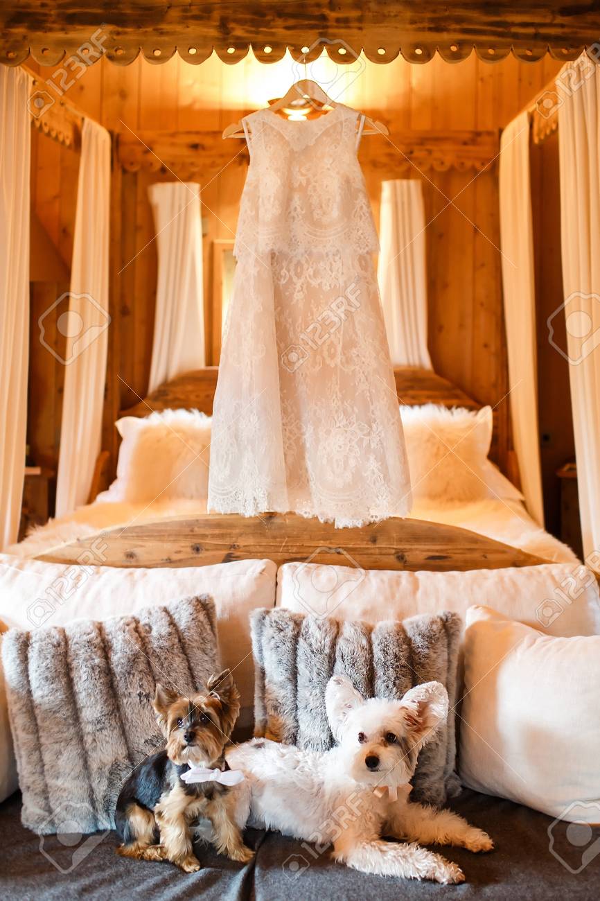 ハンガーと2匹のかわいい犬にぶら下がるウェディングドレス の写真素材 画像素材 Image ハンガーと2匹のかわいい犬にぶら下がるウェディングドレス の写真素材 画像素材 Image