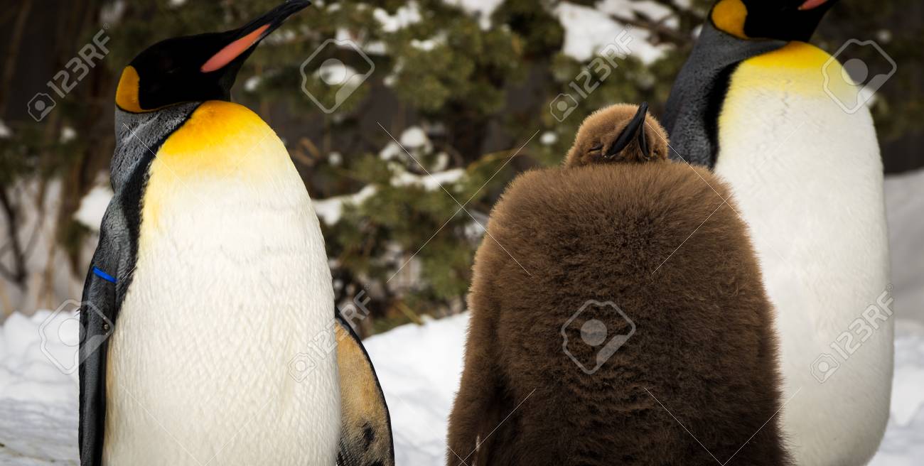 Baby Penguin Sleeping With Two Adults Stock Photo Picture And Royalty Free Image Image