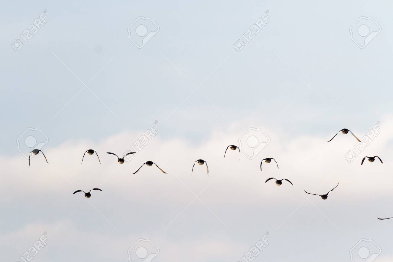 many birds flying in the sky, nature series - 16608027 many birds flying in the sky, nature series - 16608027