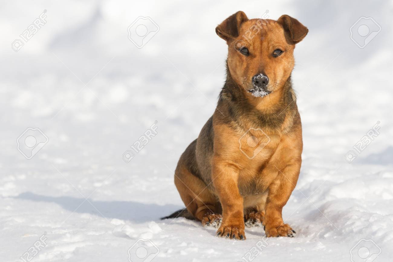 晴れた日に 動物シリーズの面白い犬 の写真素材 画像素材 Image