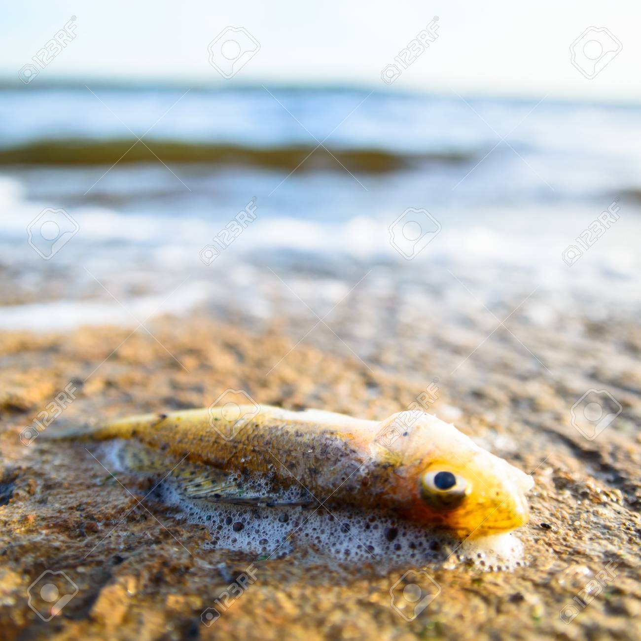 Resultado de imagen para muerte a la naturaleza