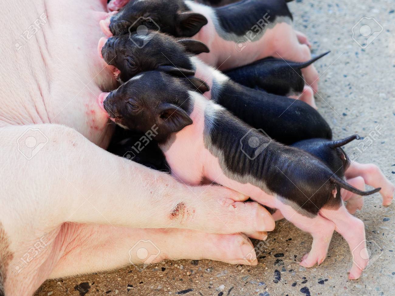 Cochon Nouveau Ne Rose Et Noir Aspire Le Lait De La Mere Cochon A La Ferme Banque D Images Et Photos Libres De Droits Image