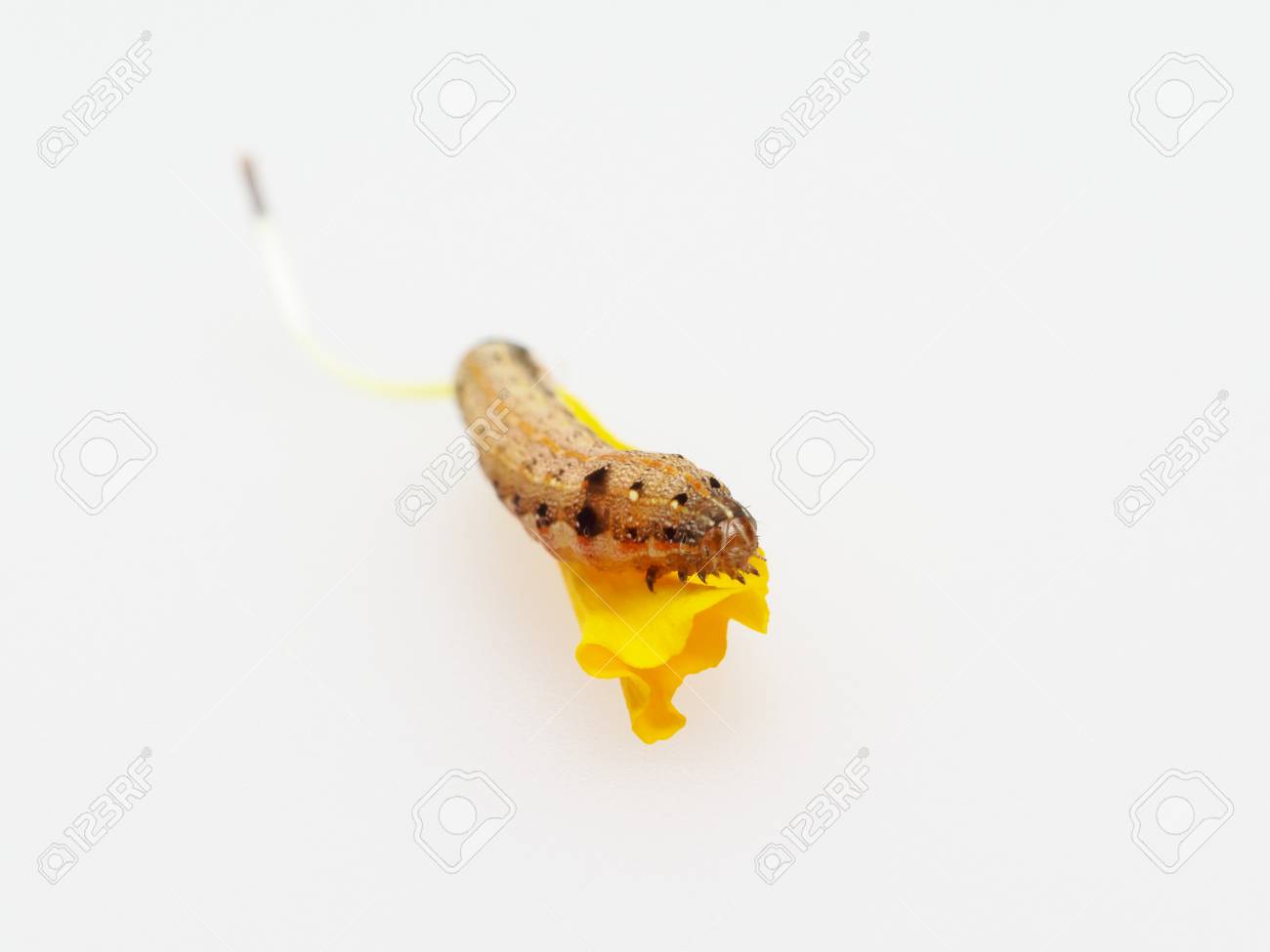 背景に黄マリーゴールドの花びらを食べる茶色と黒いワームまたは毛虫 の写真素材 画像素材 Image 背景に黄マリーゴールドの花びらを食べる茶色と黒いワームまたは毛虫 の写真素材 画像素材 Image