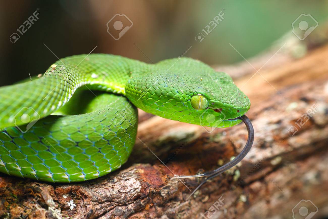 ヘビ 緑の木の毒蛇 キャメロン ハイランド マムシ 酵素 Nebularis の写真素材 画像素材 Image