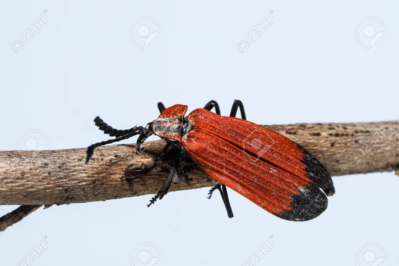 純翼のある甲虫 ベニボタルのマクロ撮影 白い背景に分離されたラポート の写真素材 画像素材 Image