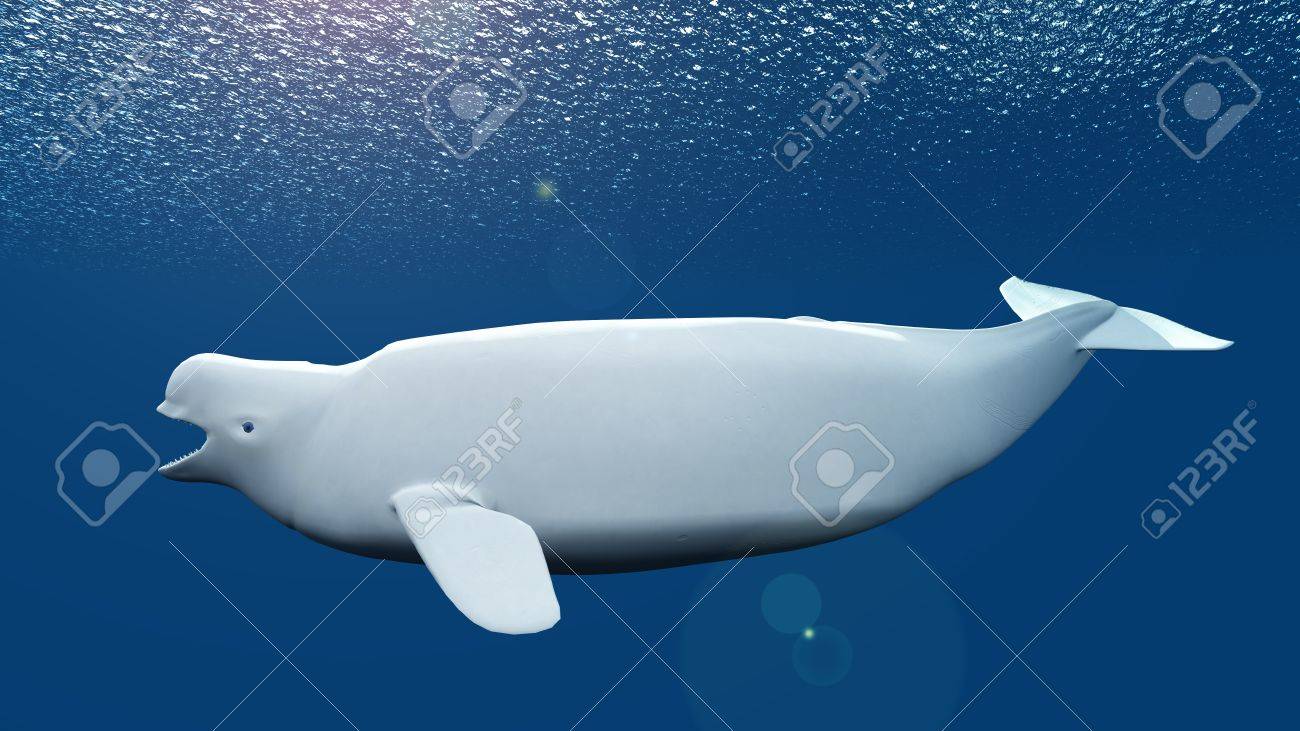 ベルーガ の写真素材 画像素材 Image