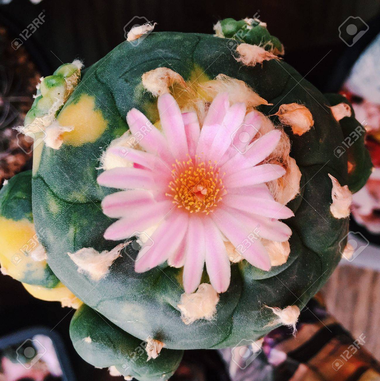 etiam-dictum-ipsum-a-felis