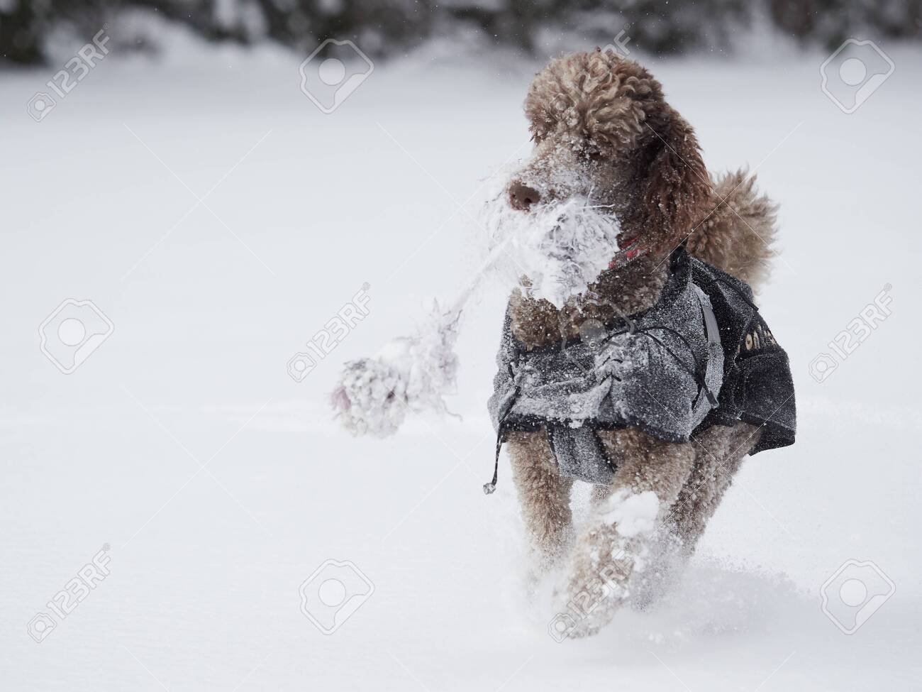 poodle snow