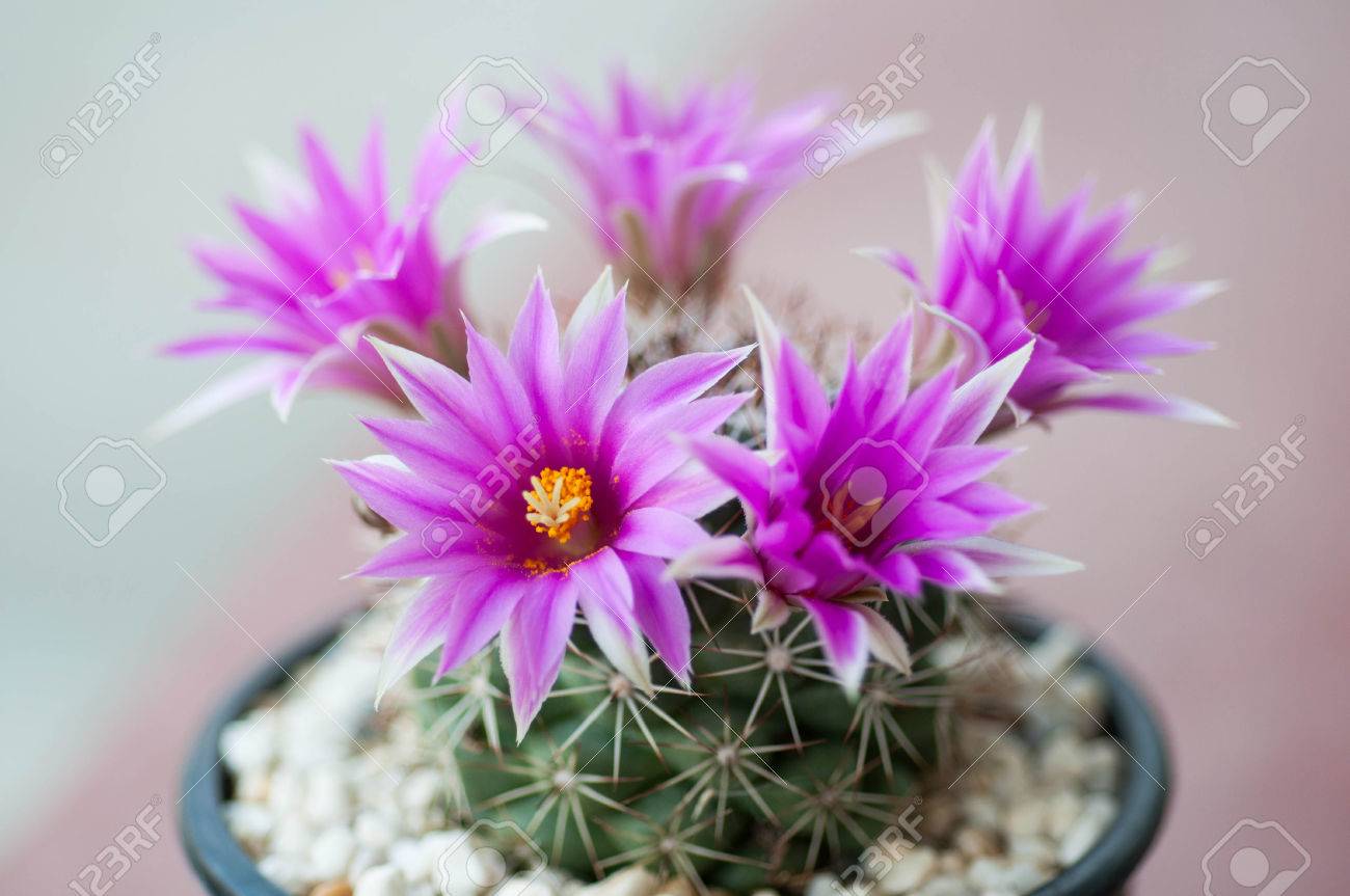 マミラリア Shumannii サボテンの花のクローズ アップ の写真素材 画像素材 Image