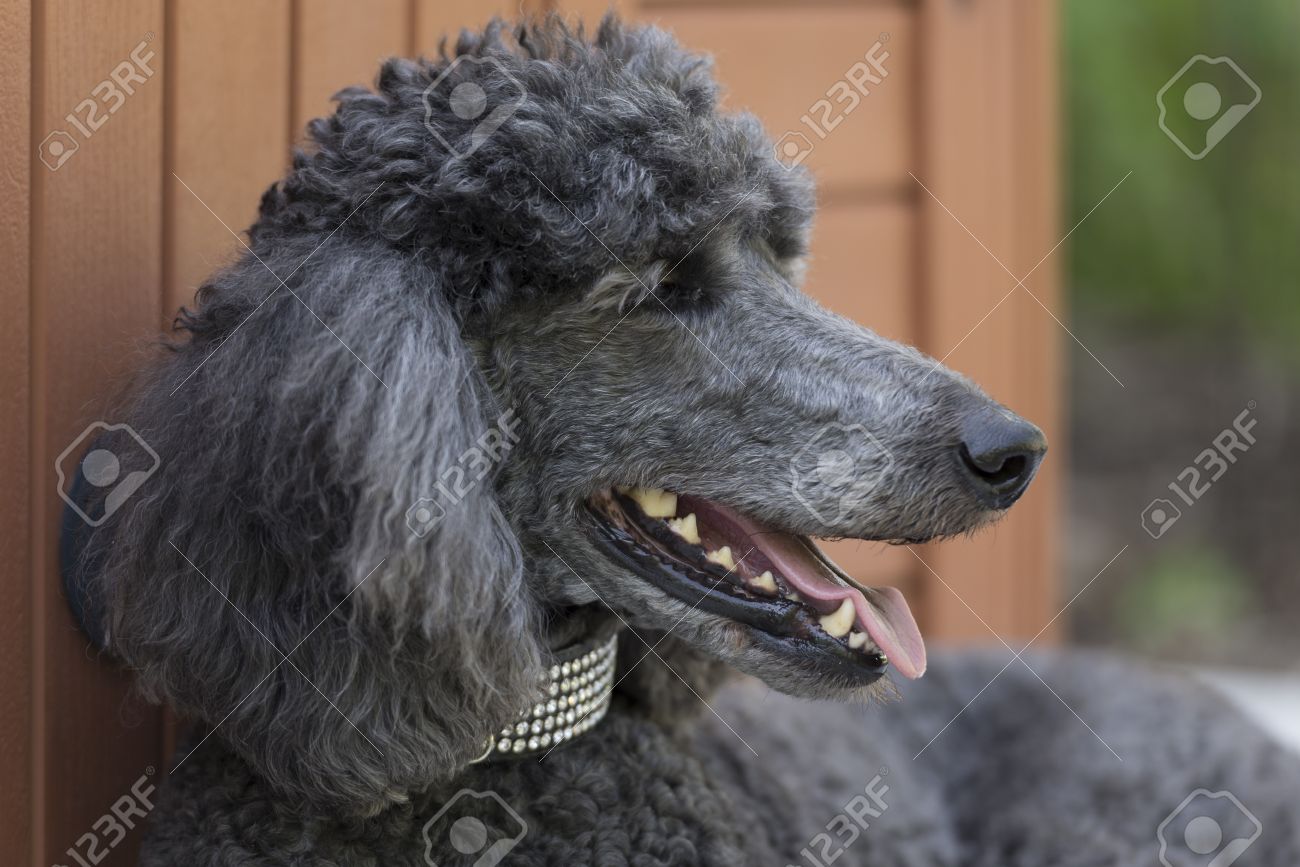 standard poodle collars