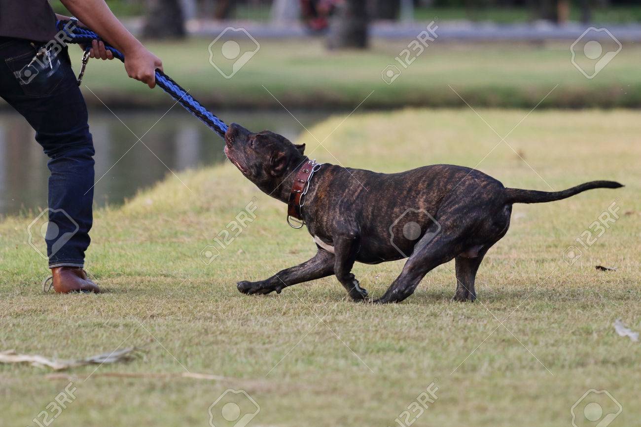 pitbull rope