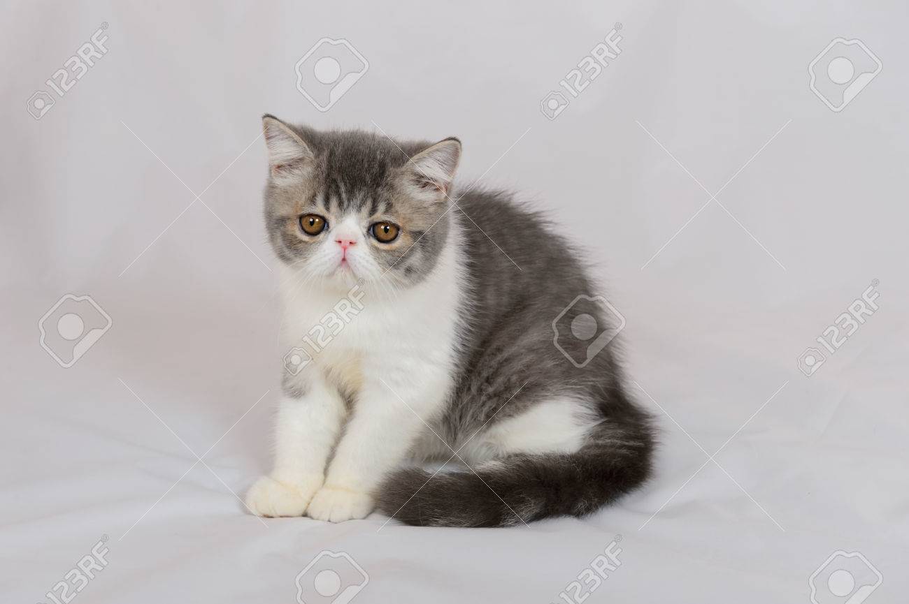 Exotic Shorthair Cat On White Background Blue Tabby And White