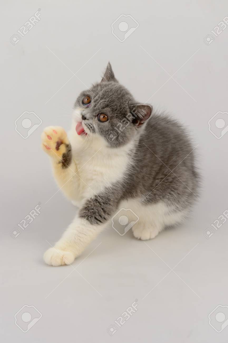 Exotic Shorthair Cat On White Background Blue And White Stock