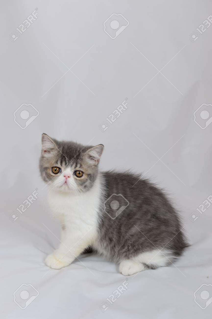 Exotic Shorthair Cat On White Background Blue Tabby And White
