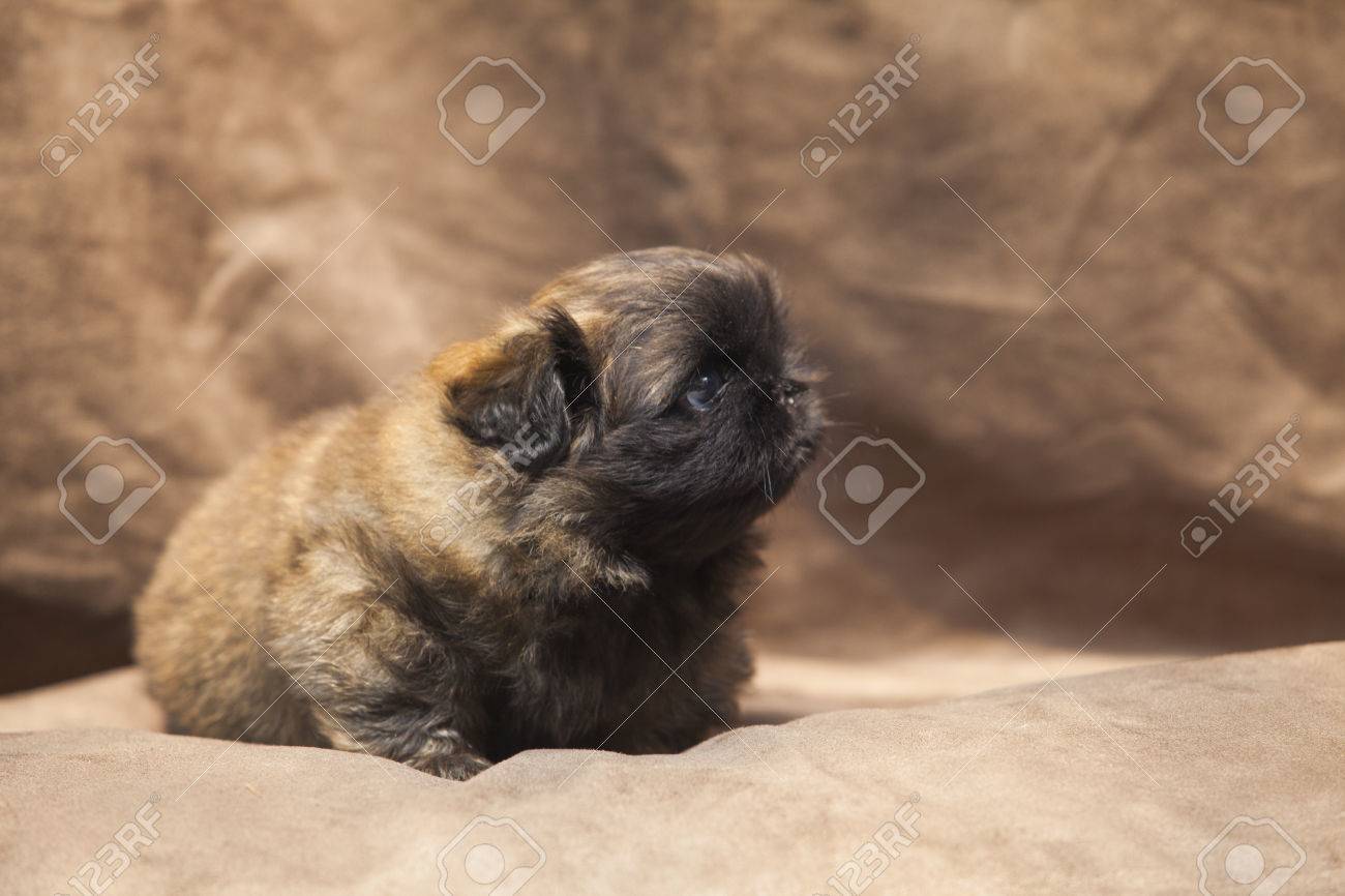 Bebe Mignon De Chien Pekinois Banque D Images Et Photos Libres De Droits Image