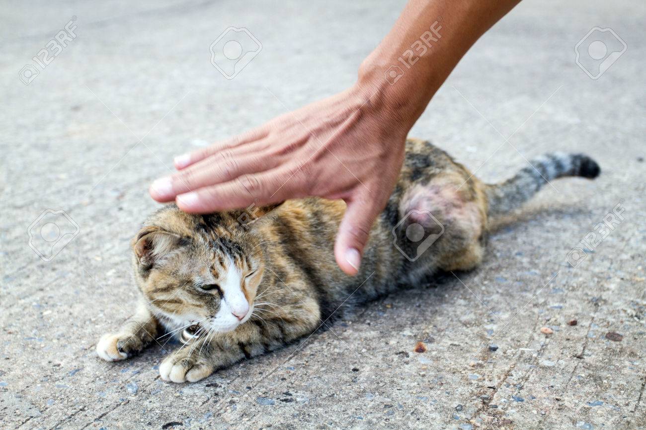 かわいい猫の頭をなでると幸せな猫を叩く人の手 の写真素材 画像素材 Image かわいい猫の頭をなでると幸せな猫を叩く人の手 の写真素材 画像素材 Image