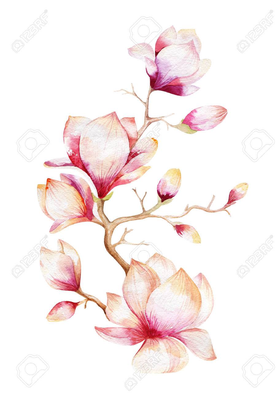 マグノリアの花の絵の壁紙 手描き水彩の花のイラストです フラワー装飾的な自然の要素 ヴィンテージ アート Watecolour 背景 の写真素材 画像素材 Image