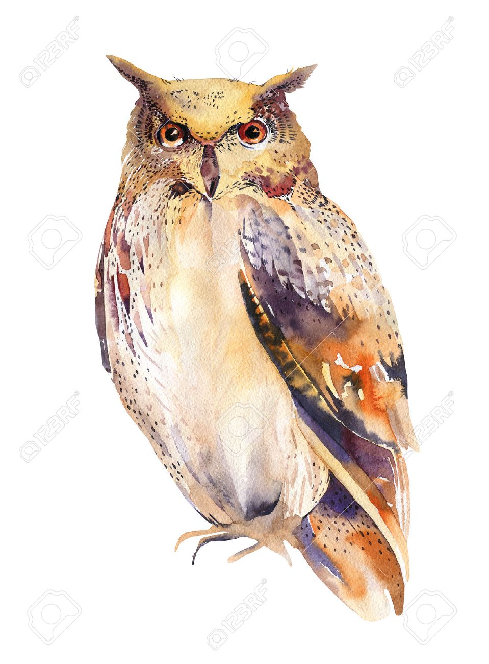 シマフクロウの水彩画