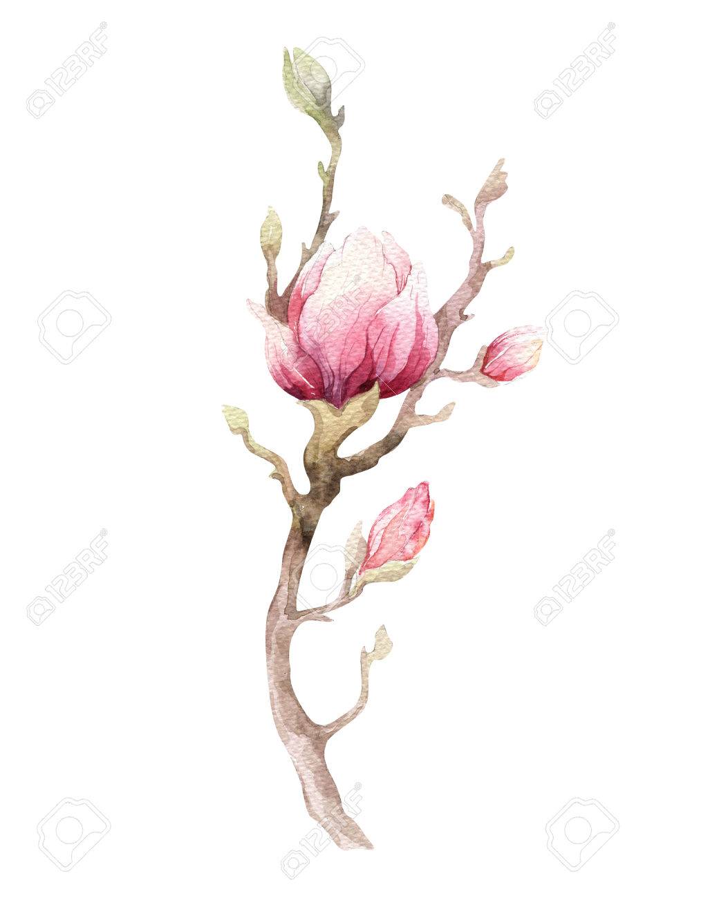 水彩絵画マグノリア花フラワー壁紙装飾アート 手には 孤立したクローズ アップの木の花のイラストが描かれました 自然な花の装飾的な要素 ヴィンテージ アート Watecolour 背景 の写真素材 画像素材 Image