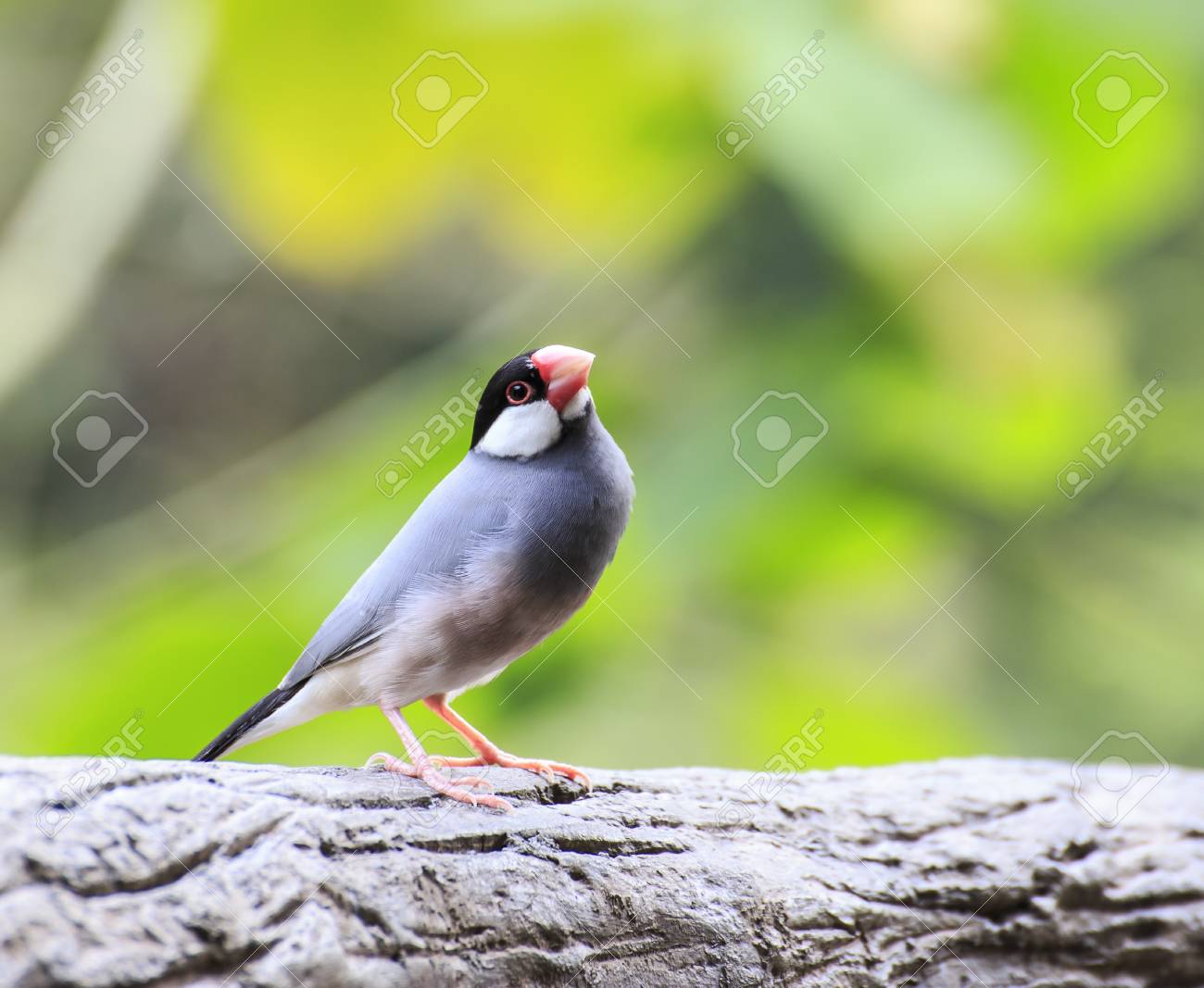 etiam-dictum-ipsum-a-felis