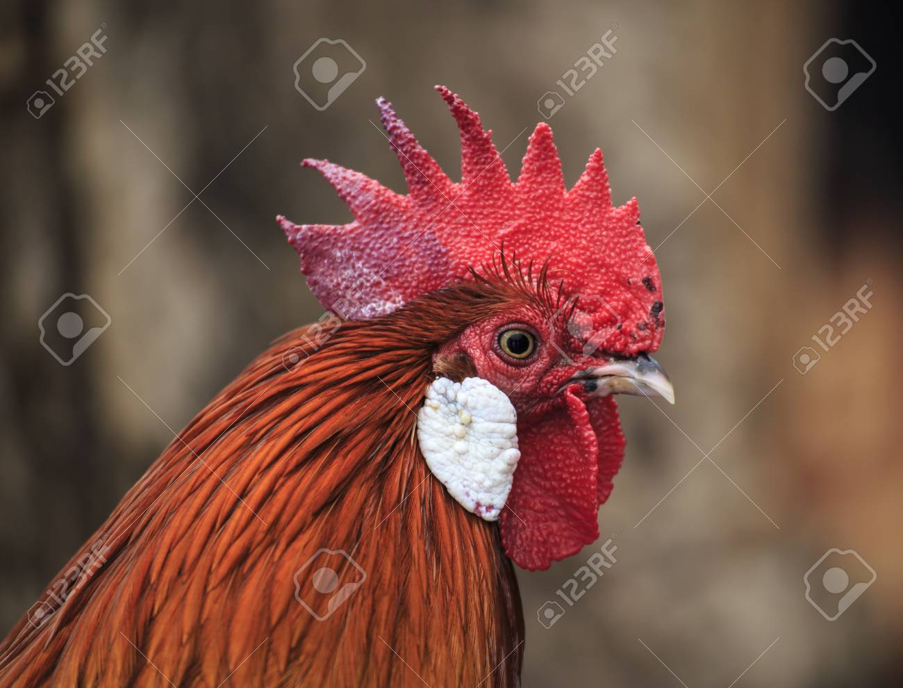 etiam-dictum-ipsum-a-felis